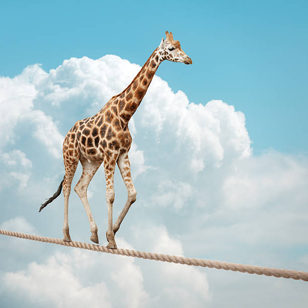 jirafa equilibrio sobre una cuerda floja - tightrope walking circus skill fotografías e imágenes de stock