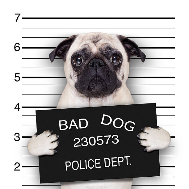 mugshot dog funny cute pug holding a placard while a mugshot is taken placeholder banner dog stock pictures, royalty-free photos & images