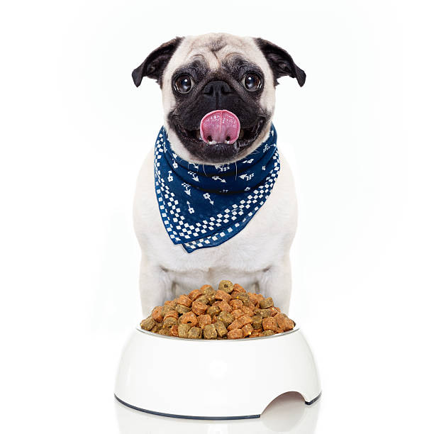 istock hungry dog 511282637