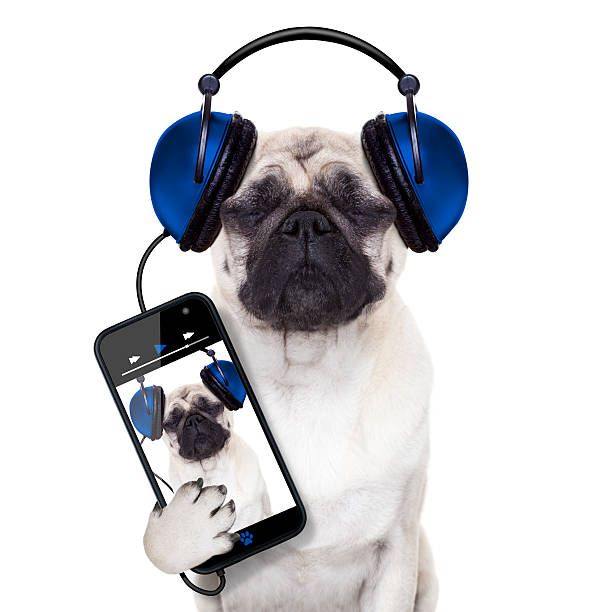 istock dog music 511282641