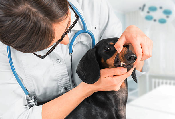 istock Veterinarian examines teeth of a dog 511283283