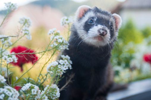 Ferret on a fence with roses in the background.