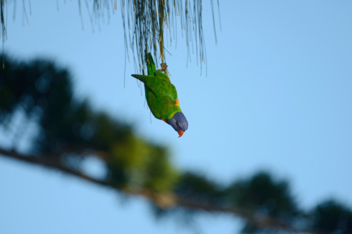 A wild rainbow lorikeet hangs upside down under a branch, a blue sky in the background. (Queensland, Australia)