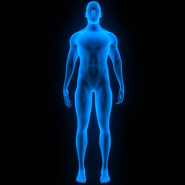 istock Human Male Muscle Body 511296712