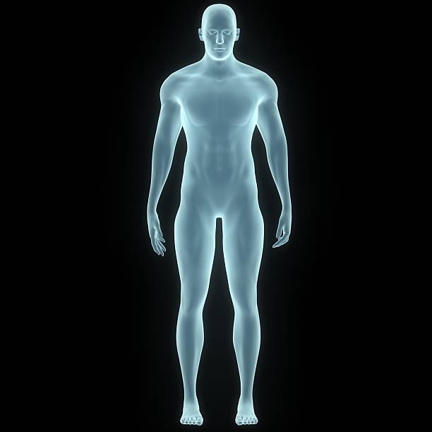 istock Human Male Muscle Body 511297220