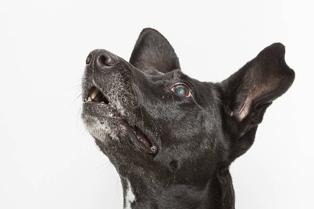 istock Dog Portrait 511298900