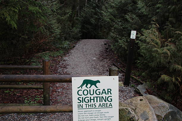 istock Beware of Mountain Lion in Forest 511300046