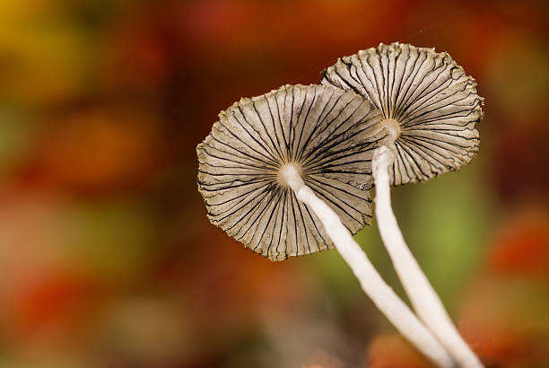 istock Two Parasol mushrooms Coprinus plicatilis 511300672