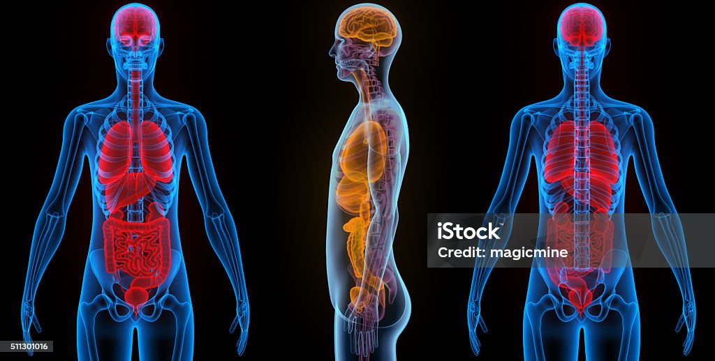 Human Organs (Brain, Lungs, Large and Small Intestine with Kidneys) 3D Illustration of Human Body Organs (Brain, Lungs, Large and Small Intestine with Kidneys) Abstract Stock Photo