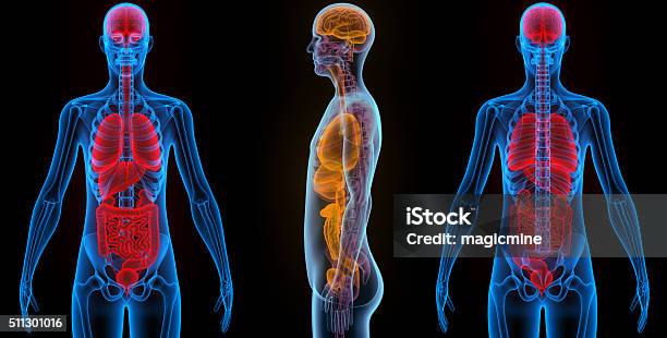 Human Organs Stock Photo - Download Image Now