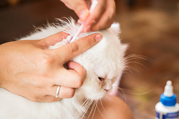 istock woman cleans ears cat. 511304406