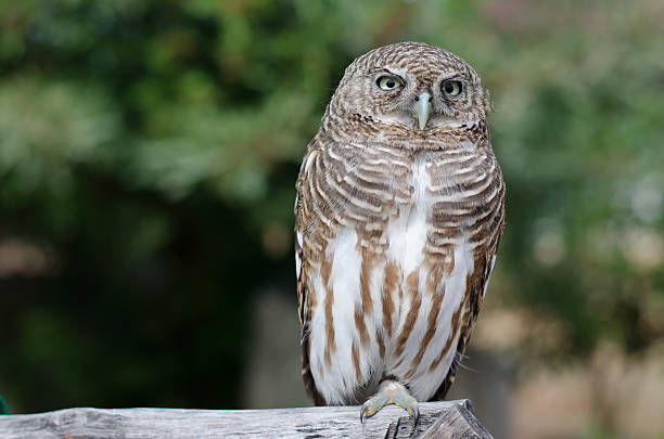 istock little Owle of thailand 511304452