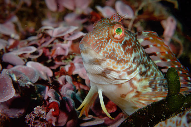 ringneck blennio (parablennius pilicornis), dettaglio - goby fish flash foto e immagini stock