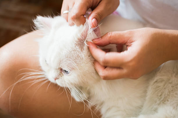 istock woman cleans ears cat. 511304850