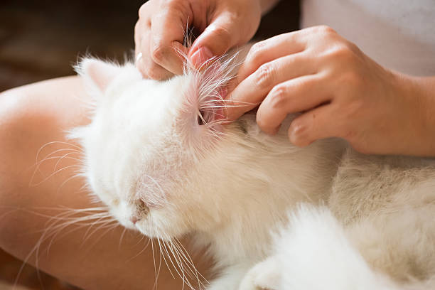 istock woman cleans ears cat. 511305180