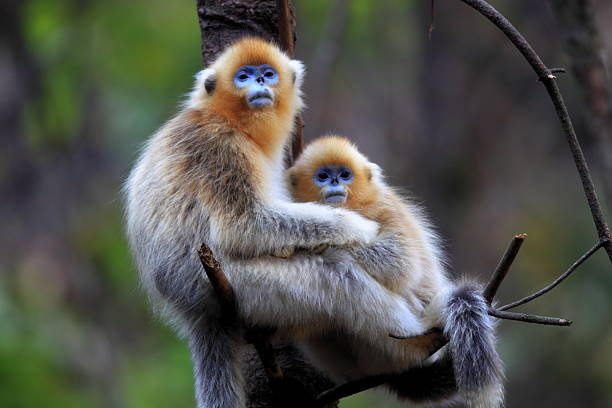 母と息子 - leaf monkey ストックフォトと画像