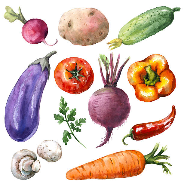 Various Vegetables Set Hand drawn watercolor illustration. Set of organic products. Sketch of various vegetables isolated on white. radish art drawing stock illustrations