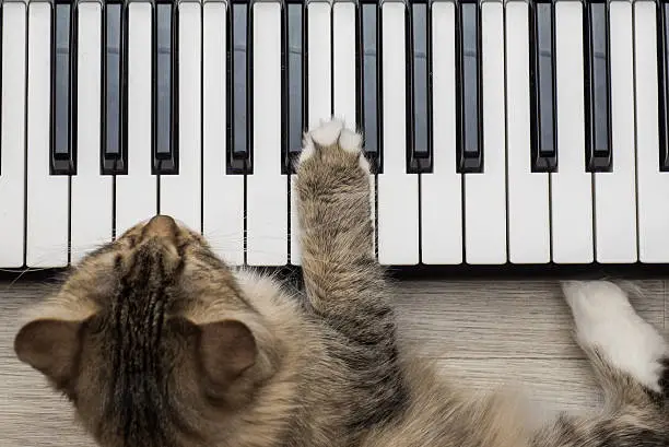 Siberian Forest Cat playing MIDI controller keyboard synthesizer.