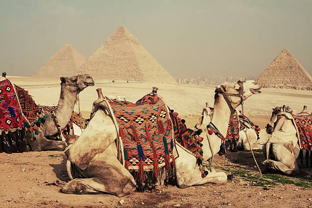 wielbłądy i piramida - pyramid of mycerinus pyramid great pyramid giza zdjęcia i obrazy z banku zdjęć