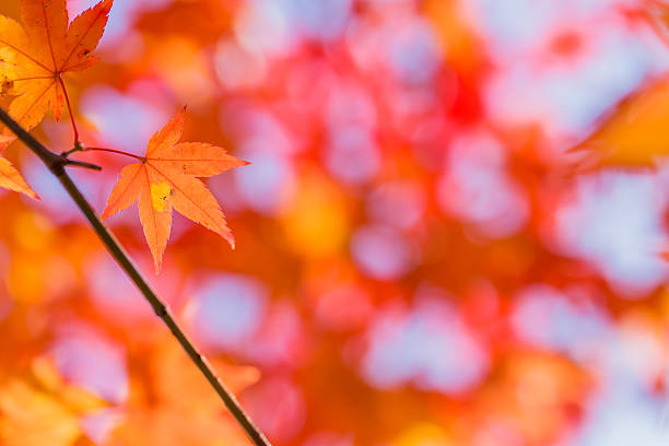 istock Red leaves of Japanese maypole tree 511306962