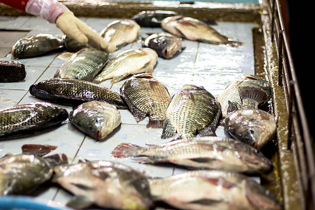 istock tilapia sold in the market 511307030
