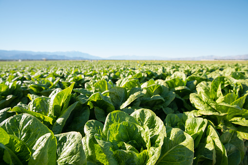 Field of organic lettuce growing in a sustainable farm in California with mountains in the back.