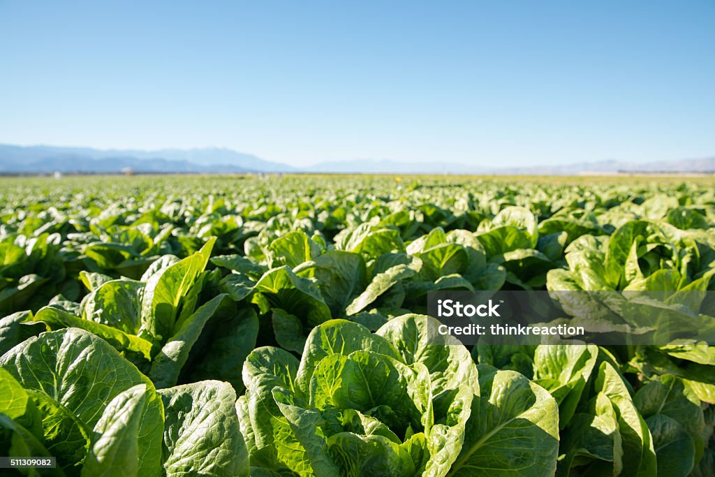 Fertile Field of Organic Lettuce Grow in California Farmland Field of organic lettuce growing in a sustainable farm in California with mountains in the back. Lettuce Stock Photo