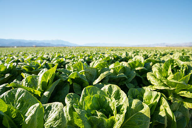 Fertile Field of Organic Lettuce Grow in California Farmland Field of organic lettuce growing in a sustainable farm in California with mountains in the back. lettuce leaf stock pictures, royalty-free photos & images