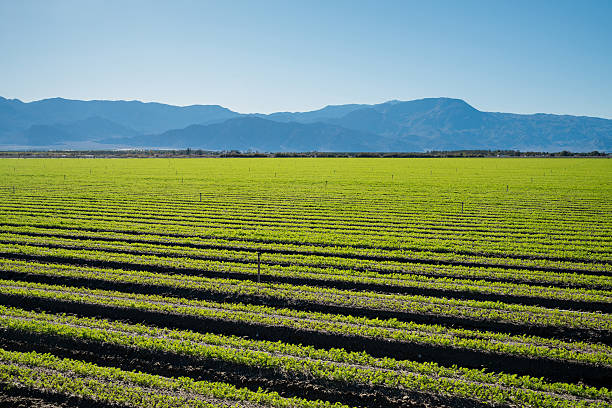 istock Organic Farm Land Crops In California 511309166