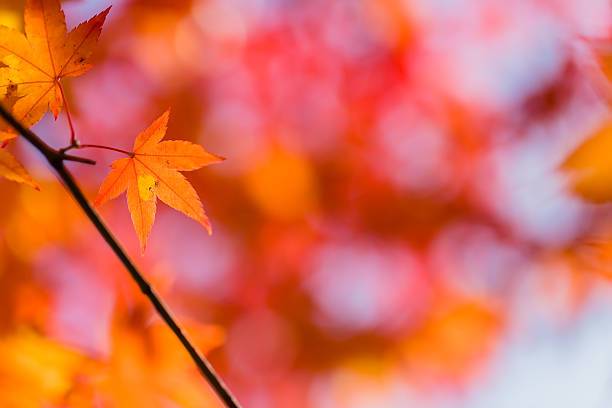 istock Red leaves of Japanese maypole tree 511309460