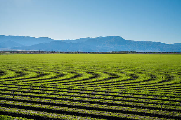 istock Organic Farm Land Crops In California 511309472