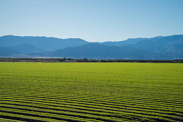 istock Organic Farm Land Crops In California 511309694