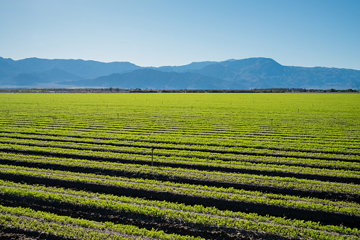 Multiple layers of mountains add to this organic and fertile farm land in California. Lots of colors and clear skies.