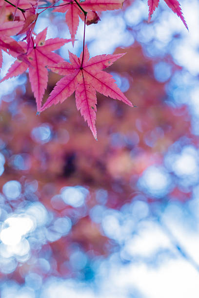 Red leaves of Japanese maypole tree