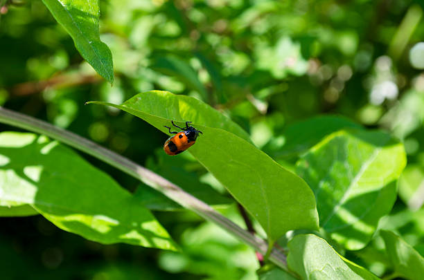 istock Ladybug on a leaf of a plant in the fields 511310668