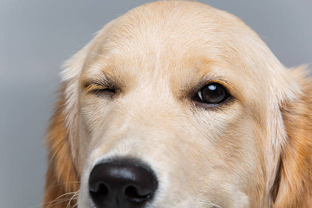 istock Young beautiul golden retriever dog 511311206