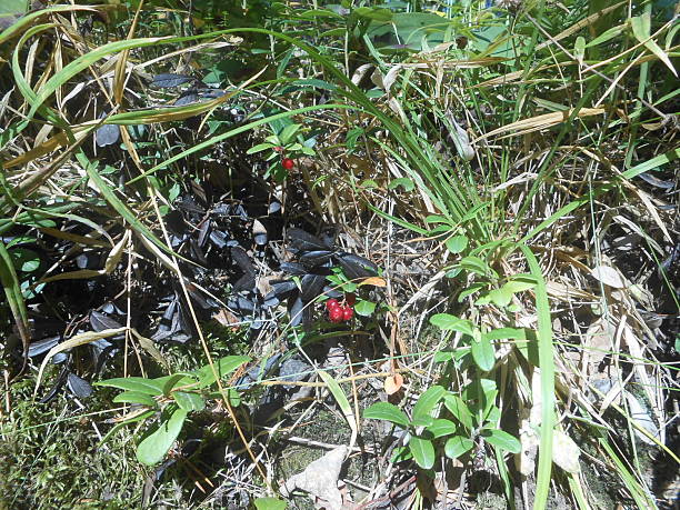 istock Oxycoccus (Cranberry) Plants with Ripe Berries Growing in Woods. 511311326