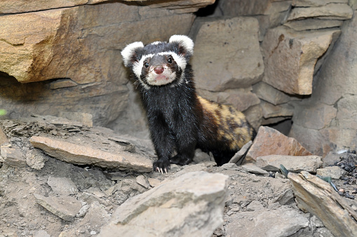 The marbled polecat (Vormela peregusna) is a small mammal was classified as a vulnerable species in the IUCN Red List.The picture was taken in the Regional Landscape Park Zuevsky in the Ukraine