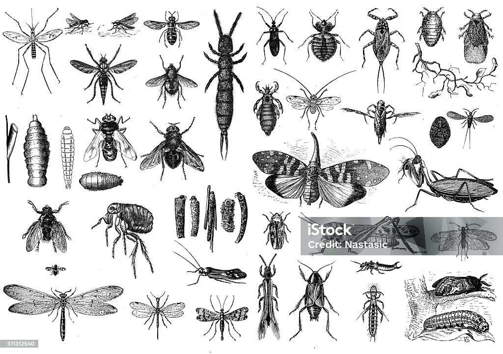 Insects Engraved illustrations of Insects Illustration stock illustration