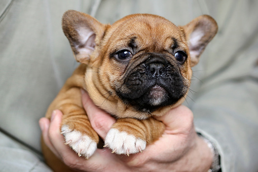 Cute French Bulldog puppy held in hands.