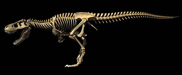 Dinosaurs Skeletons Fighting Stock Photos, Pictures & Royalty-Free Images - iStock