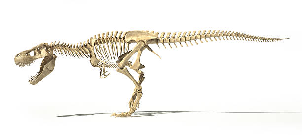 istock T-Rex photo-realistic full skeleton. Side view. 511314784