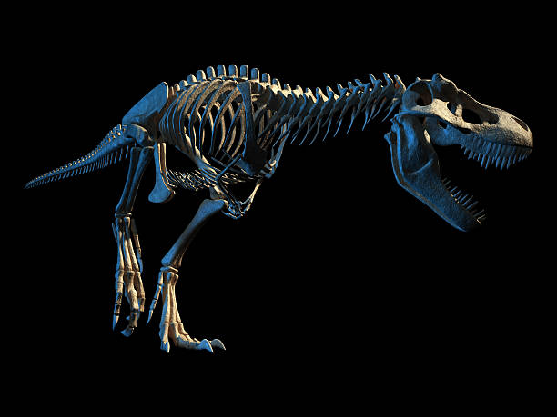 istock T-Rex photo-realistic full skeleton. Perspective view. 511314832