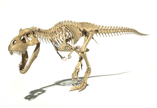 istock T-Rex photo-realistic full skeleton. Perspective view. 511314864