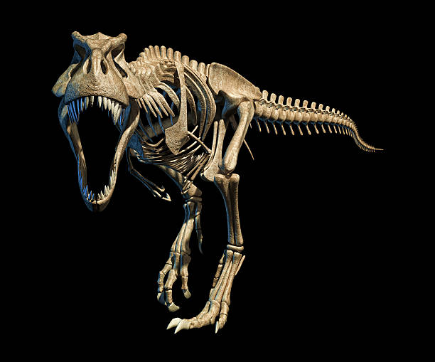 t-rex foto-realistico, scheletro completo. vista frontale. - animal teeth animal skull extinct animal bone foto e immagini stock