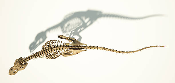 T-Rex photo-realistic full skeleton. Top view.