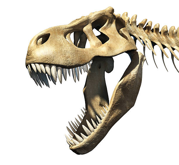 t -レックスのスカルクローズアップます。 - animal teeth animal skull extinct animal bone ストックフォトと画像
