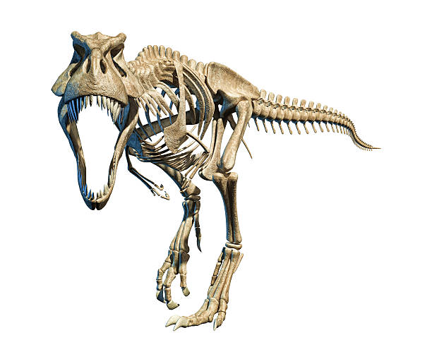 T-Rex photo-realistic full skeleton. Front view. T-Rex photo-realistic and scientifically correct, full skeleton in dynamic pose , on black background. Front view. With clipping path included. animal spine stock pictures, royalty-free photos & images