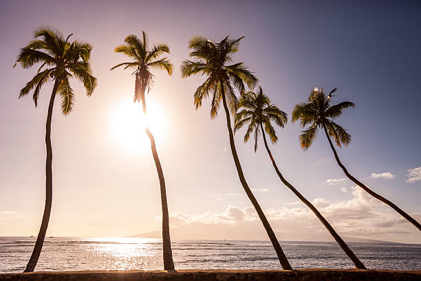 istock Sunset in Lahaina, Maui, USA 511315958