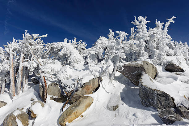 istock trees covered with a beautiful layer of snow 511316248